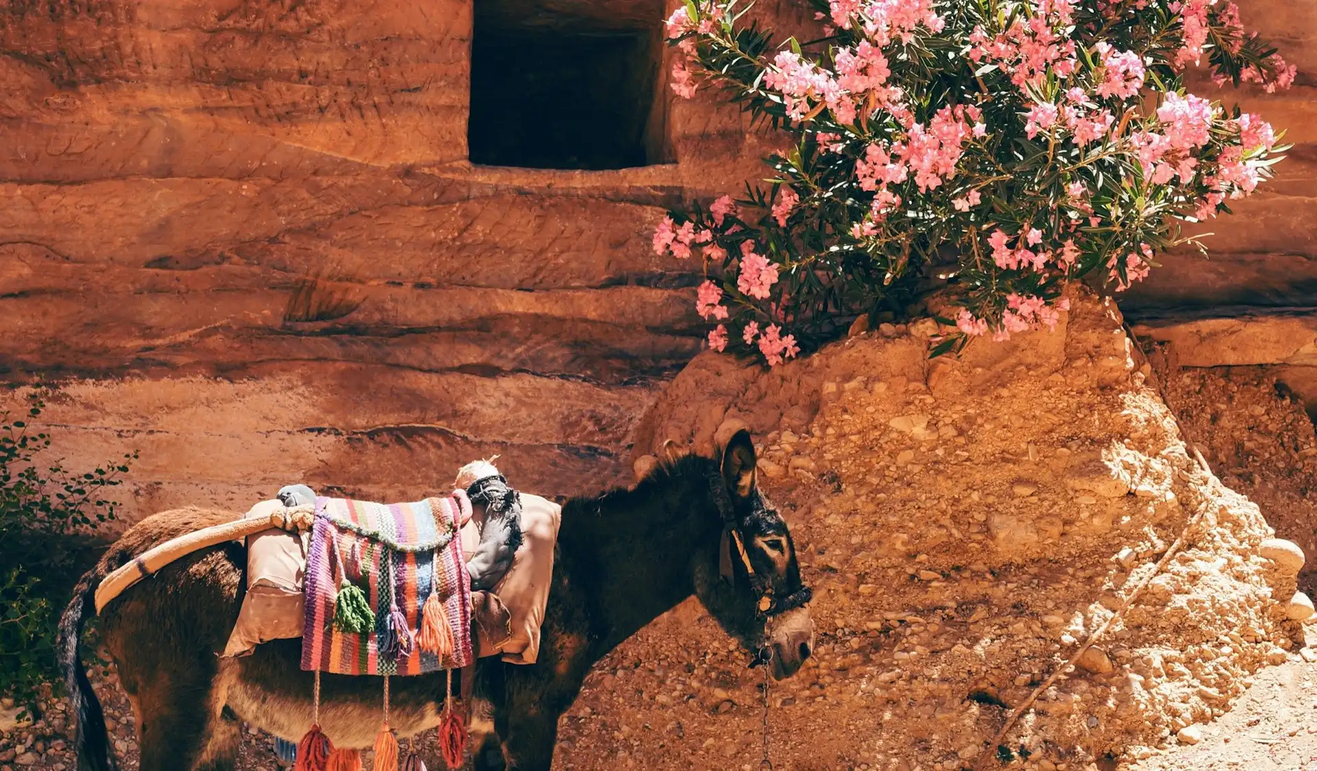 Âne traditionnel devant les parois de roche rose et fleurs de lauriers à Pétra en Jordanie