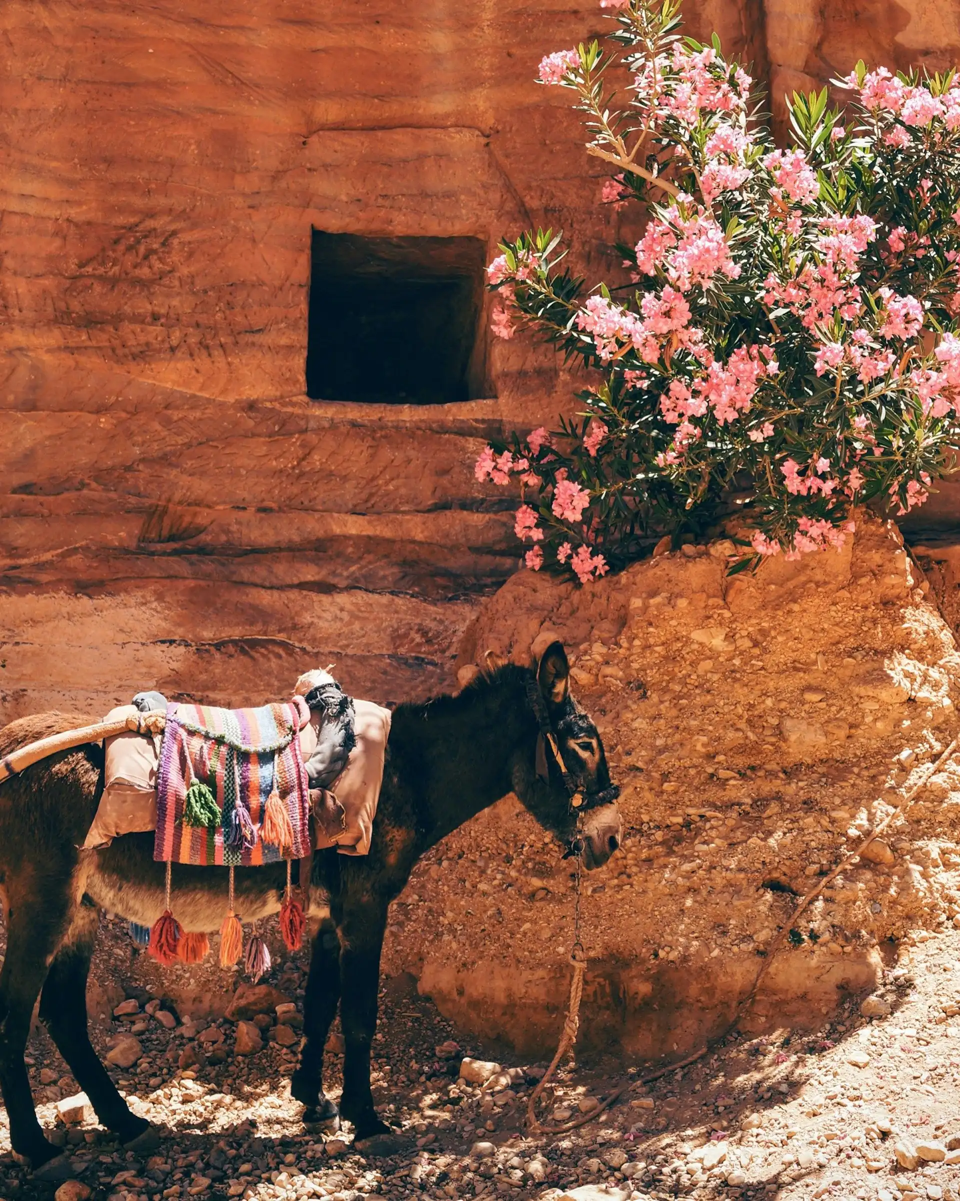 Âne traditionnel devant les parois de roche rose et fleurs de lauriers à Pétra en Jordanie