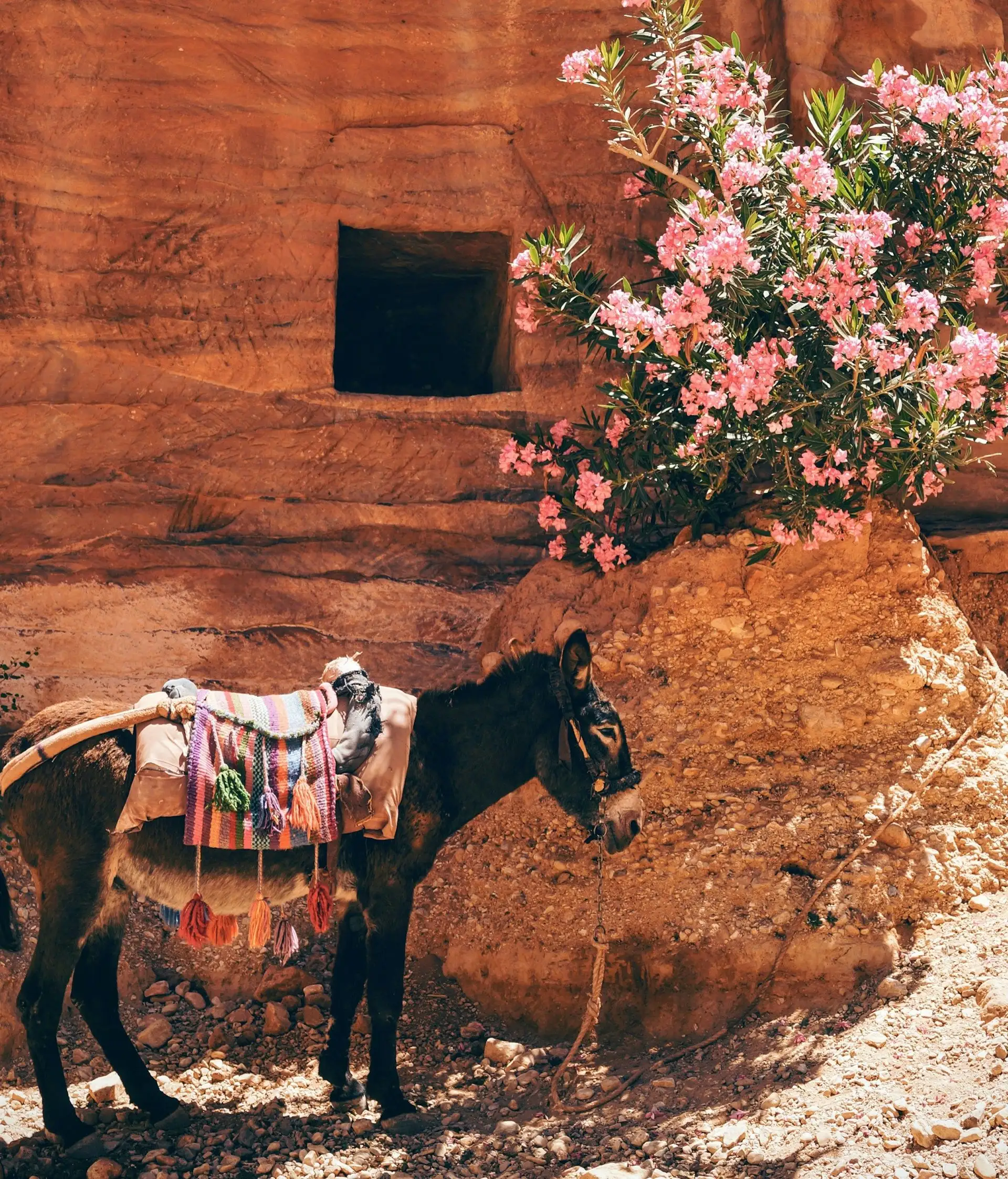 Âne traditionnel devant les parois de roche rose et fleurs de lauriers à Pétra en Jordanie