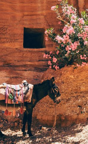 Voyage en Jordanie : âne et fleurs rose