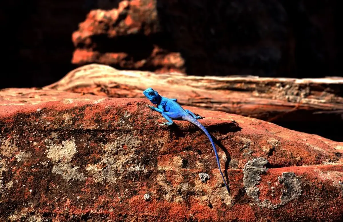 Randonnees-dana-petra-day3