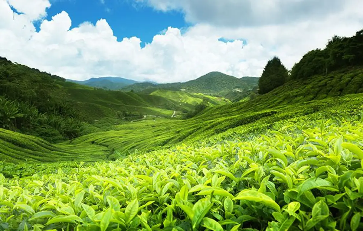 voyage-sri-lanka-essentiel-ceylan