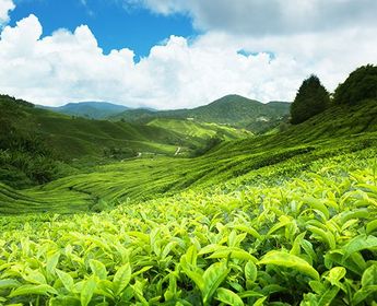 voyage-sri-lanka-essentiel-ceylan