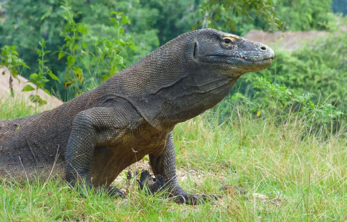 komodo-nature-national-park