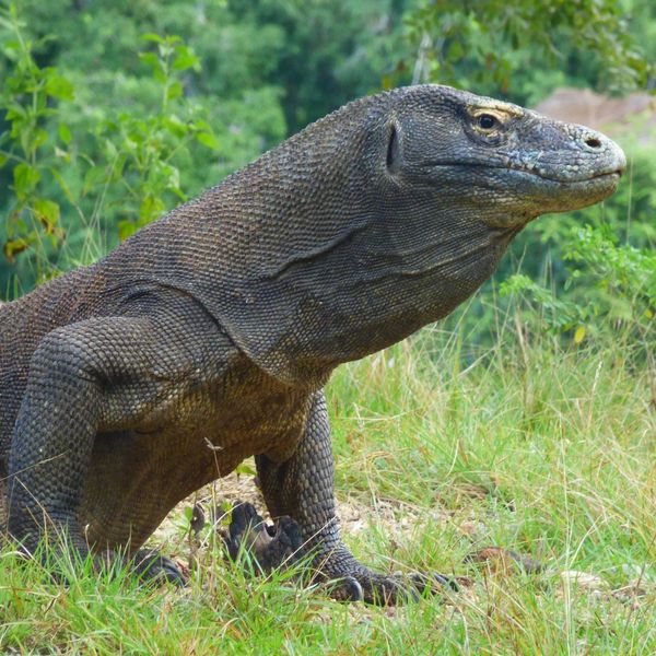 komodo-nature-national-park