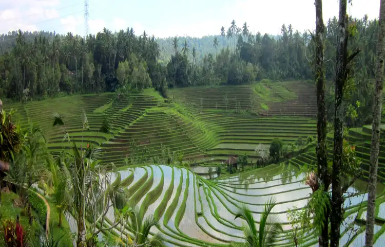 Belimbing - Landscape - Ricefields