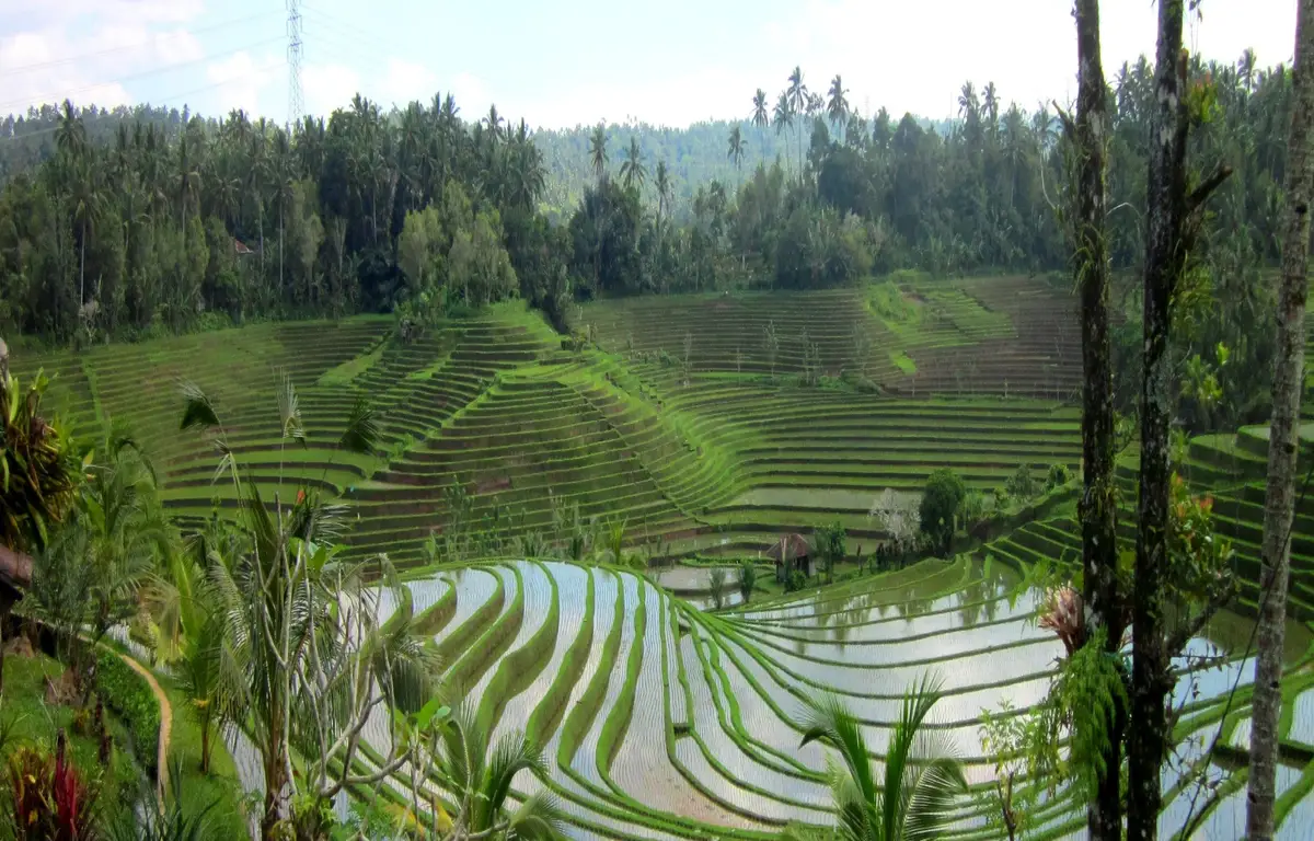 Belimbing - Landscape - Ricefields