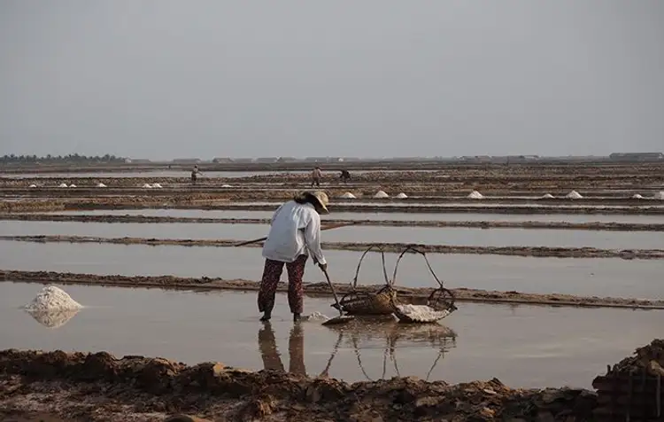 Un travailleur portant un chapeau conique traditionnel récoltant le sel de manière artisanale au milieu des grands bassins d'eau des marais salants de Kampot au Cambodge.