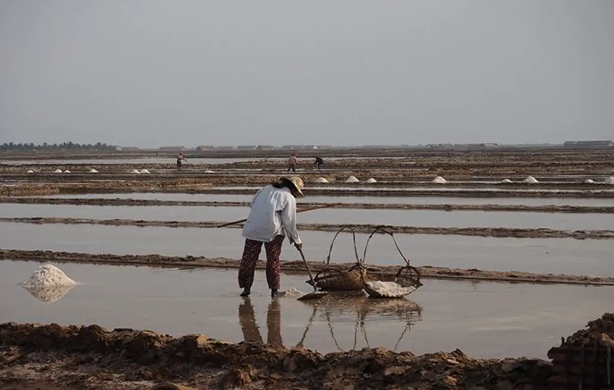 Un travailleur portant un chapeau conique traditionnel récoltant le sel de manière artisanale au milieu des grands bassins d'eau des marais salants de Kampot au Cambodge.