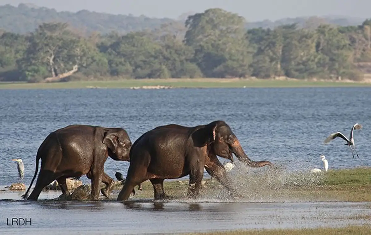 visite-authentique-parc-national-srilanka-elephants