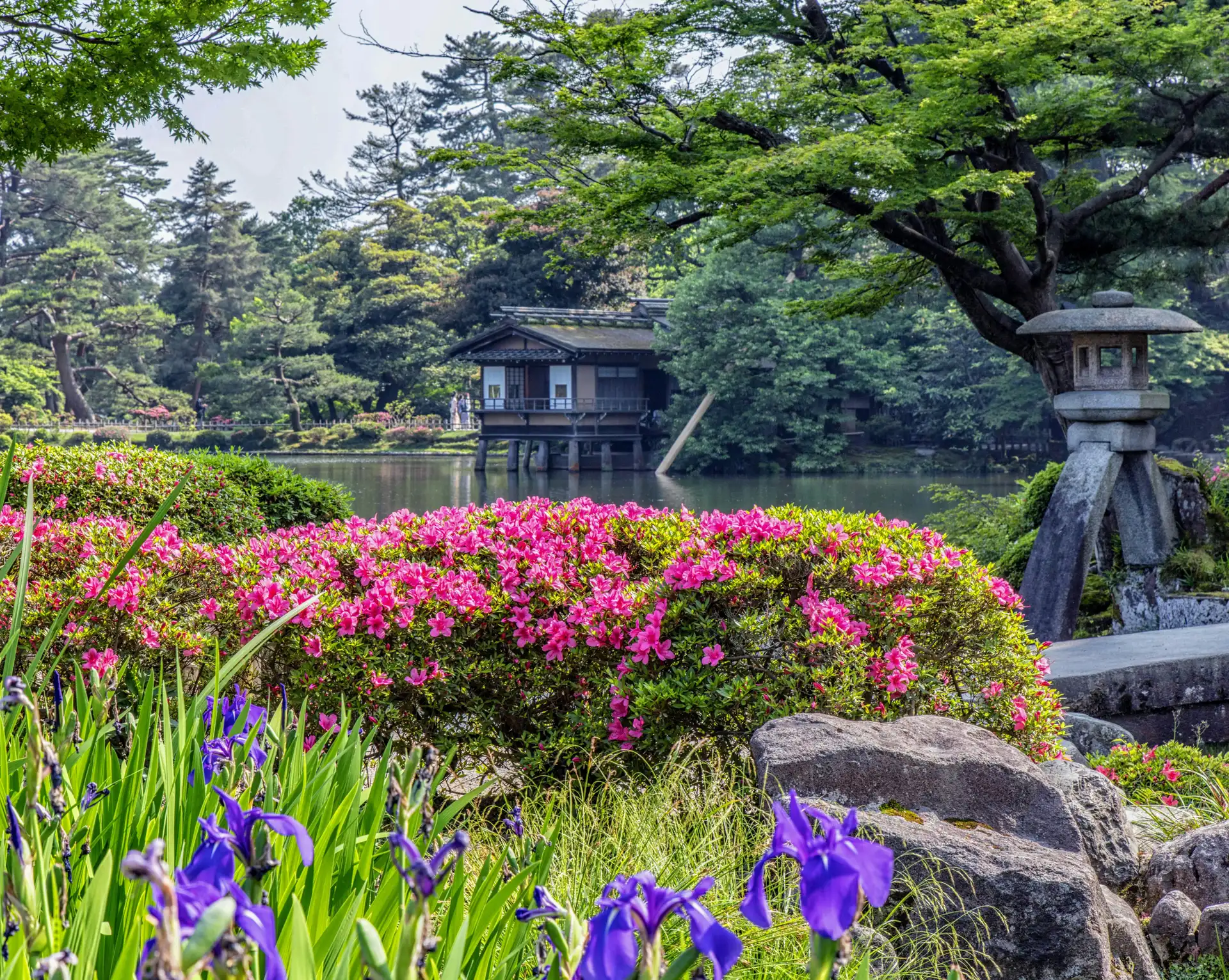 Vue sur le jardin Kenroku-en à Kanazawa en été avec des iris mauves, des azalées roses et une lanterne de pierre.