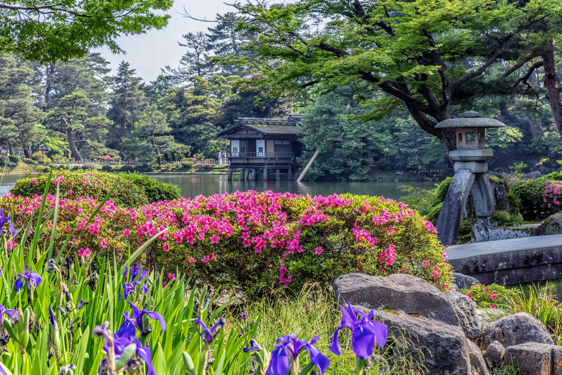 Vue sur le jardin Kenroku-en à Kanazawa en été avec des iris mauves, des azalées roses et une lanterne de pierre.
