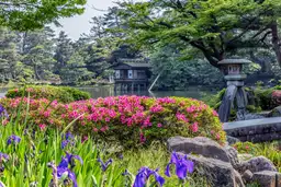 Vue sur le jardin Kenroku-en à Kanazawa en été avec des iris mauves, des azalées roses et une lanterne de pierre.