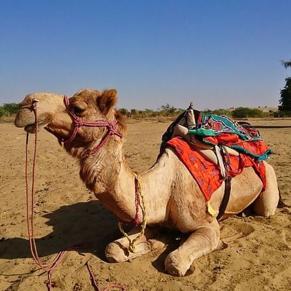 In Khuri warten Sanddünen und Kamele auf Sie