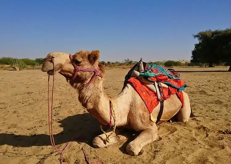 In Khuri warten Sanddünen und Kamele auf Sie