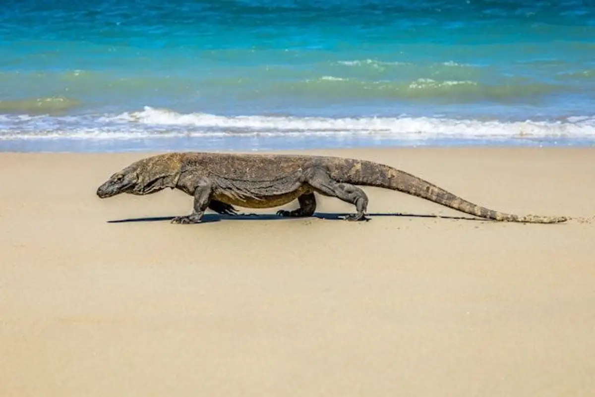 Begegnung mit dem Komodo in Indonesien