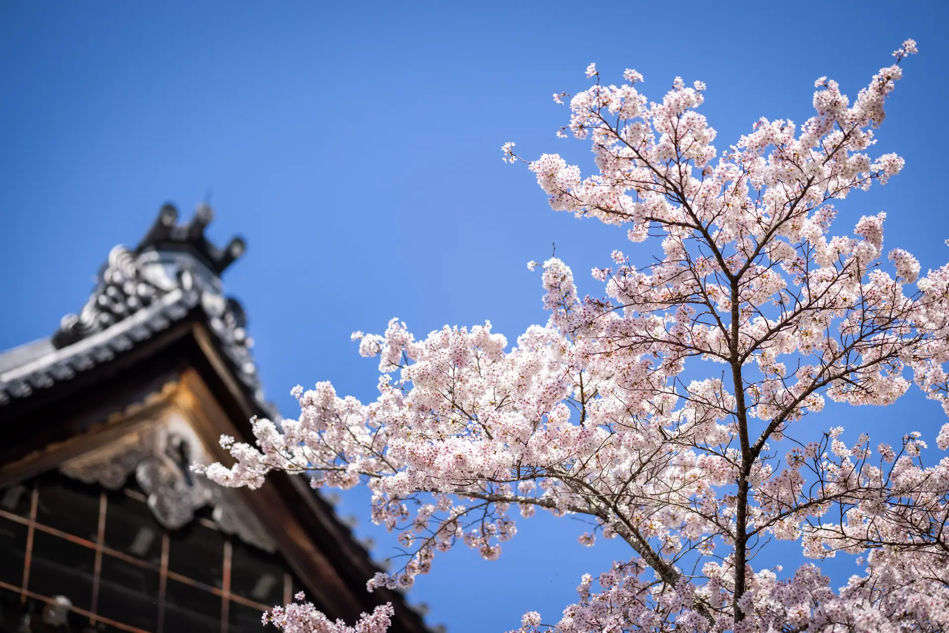 Toiture d'un temple bouddhiste sous les cerisiers sakuras.