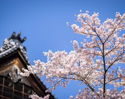 Toiture d'un temple bouddhiste sous les cerisiers sakuras.