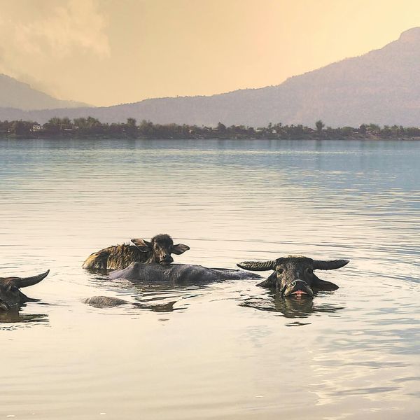 Voyage au Laos, Groupe de buffles nageant
