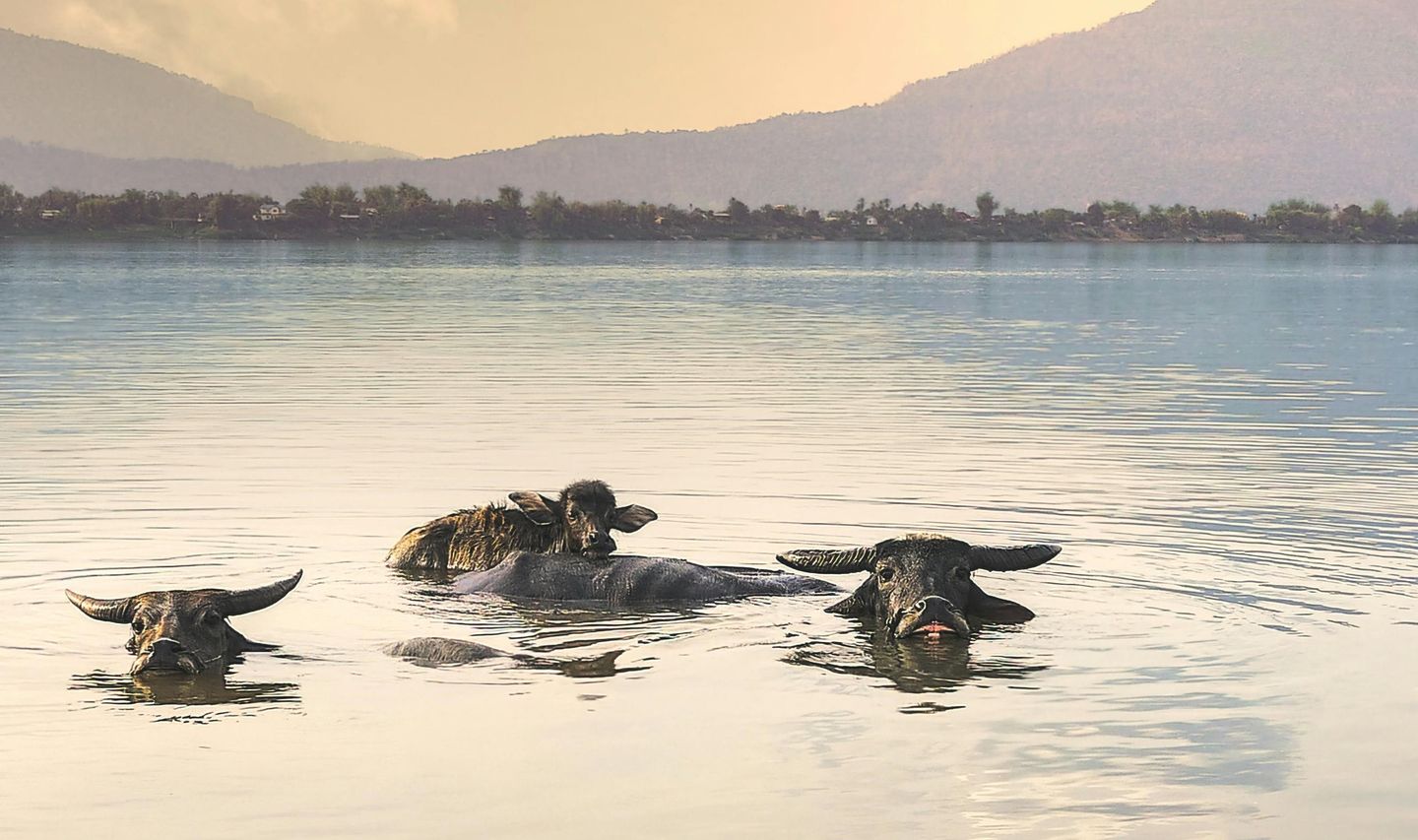 Voyage au Laos, Groupe de buffles nageant
