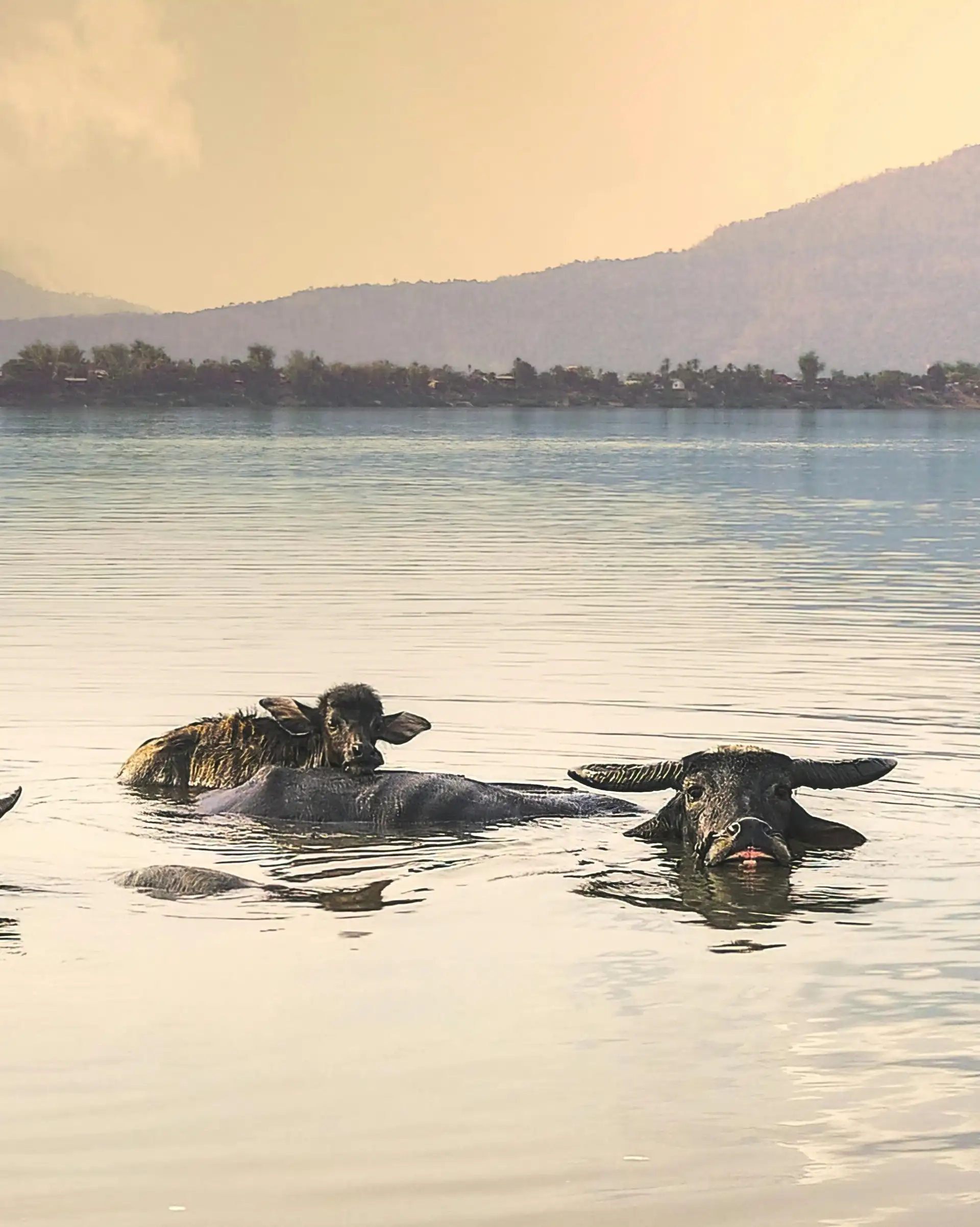 Groupe de trois buffles d'eau nageant dans une rivière au Laos, avec des montagnes en arrière-plan sous une lumière douce.
