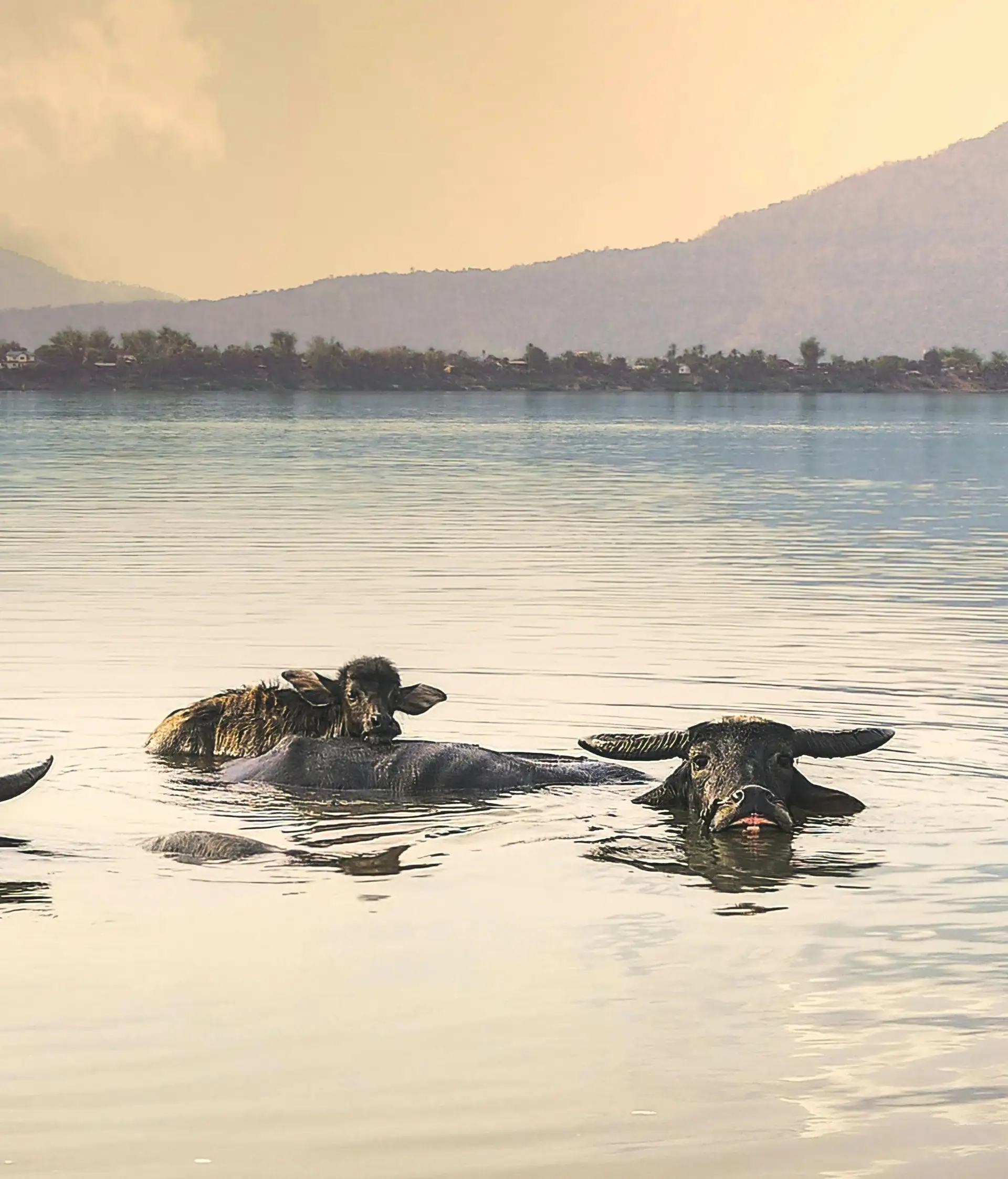 Groupe de trois buffles d'eau nageant dans une rivière au Laos, avec des montagnes en arrière-plan sous une lumière douce.