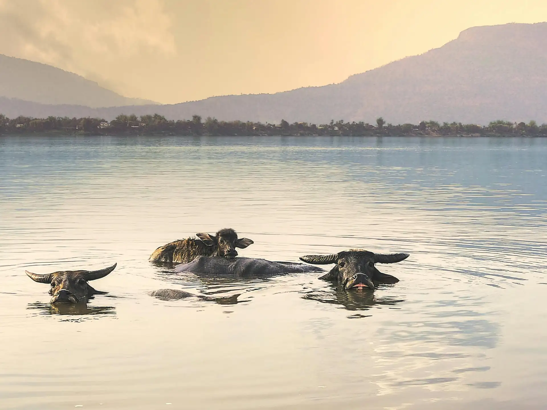 Groupe de trois buffles d'eau nageant dans une rivière au Laos, avec des montagnes en arrière-plan sous une lumière douce.