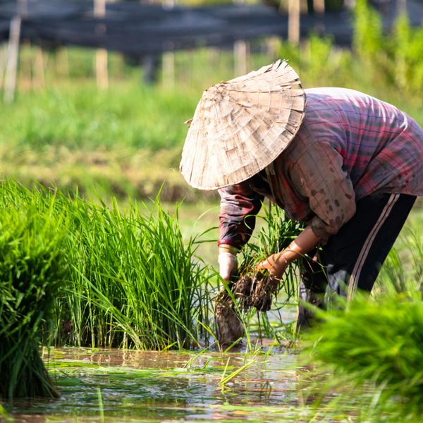 Voyage au Laos, Homme cultivant dans les rizières