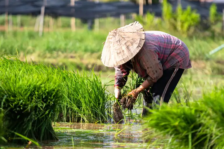 Voyage au Laos, Homme cultivant dans les rizières