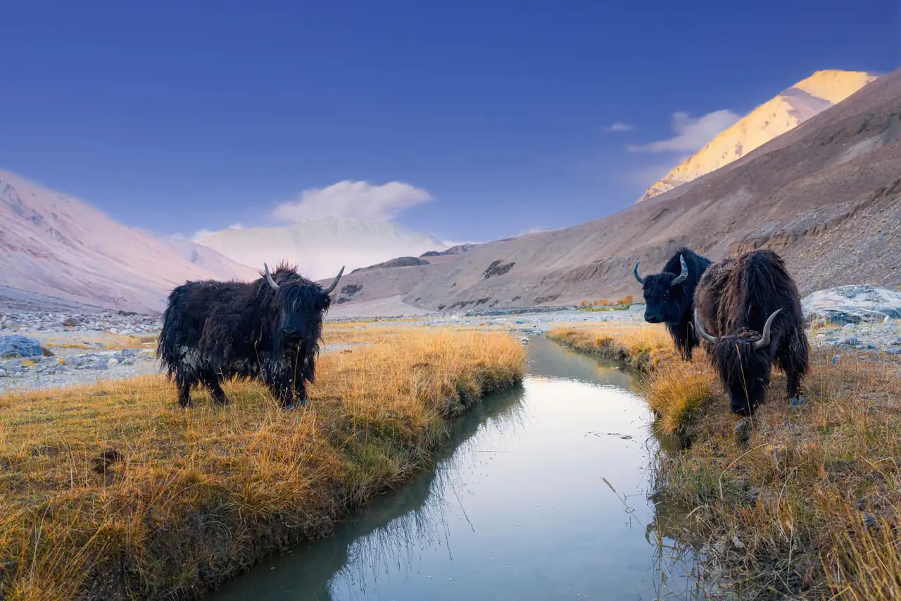 Le Ladakh en Famille