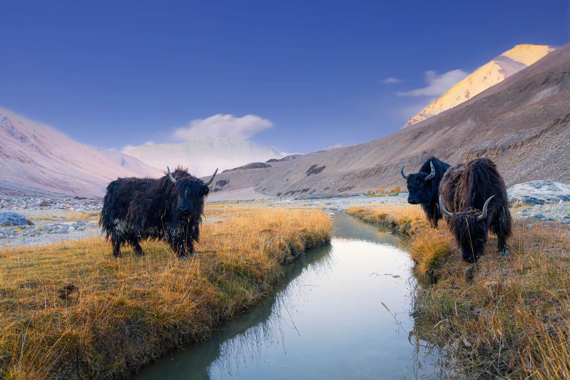 Le Ladakh en Famille