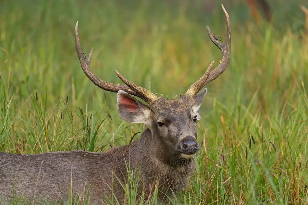 Le sambar 