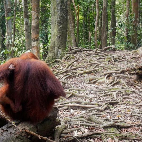 Fahrt zum Leuser Nationalpark mit Orang Outans