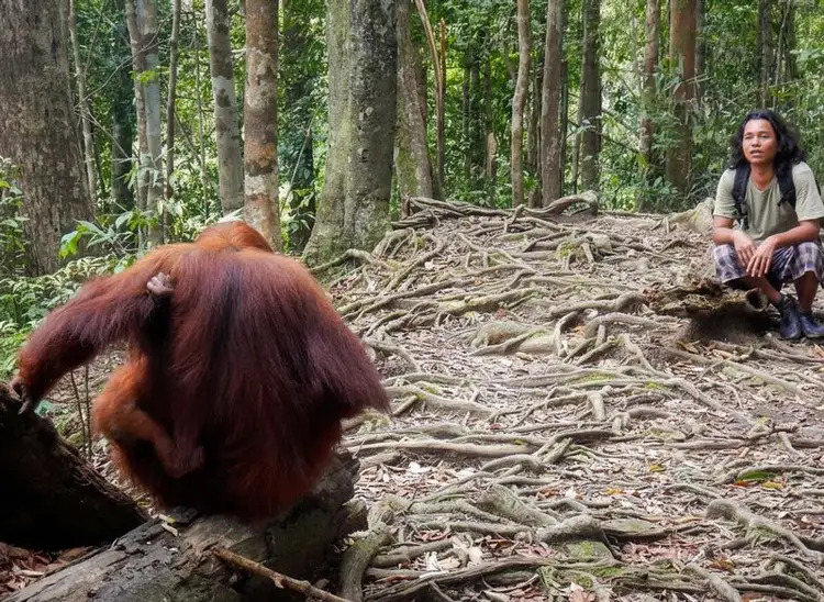 Fahrt zum Leuser Nationalpark mit Orang Outans