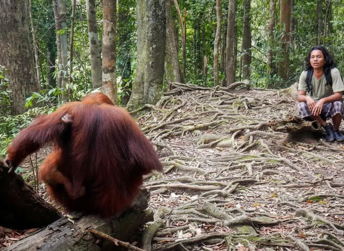 Fahrt zum Leuser Nationalpark mit Orang Outans