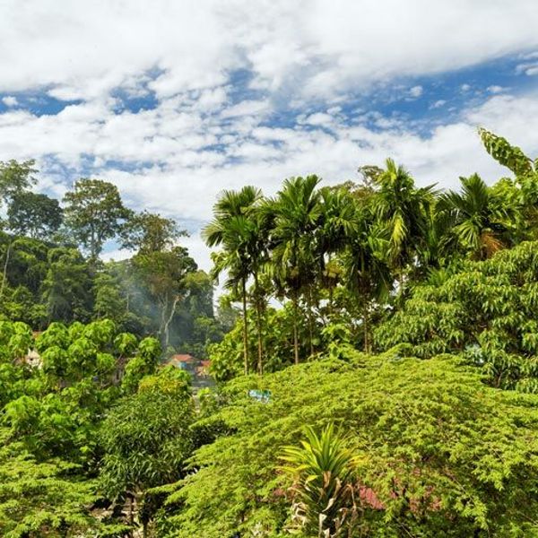 Besuch des Leuser Nationalpark in Sumatra 