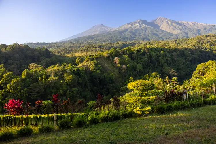 Un paysage de nature luxuriante, des colines et en fonds le volcan Rinjani.