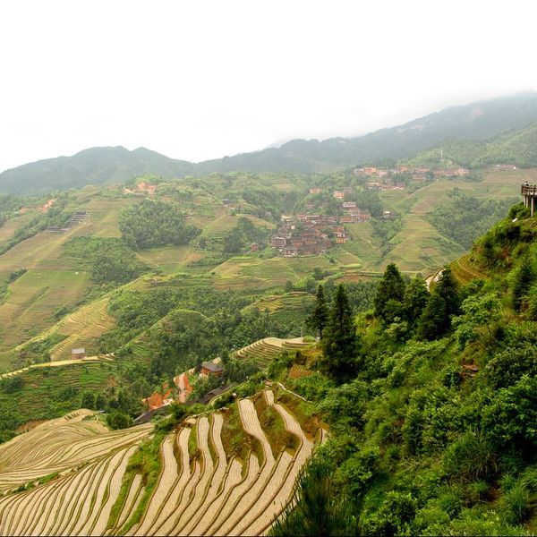 Voyage en Asie : Rizières en terrasses de Longji