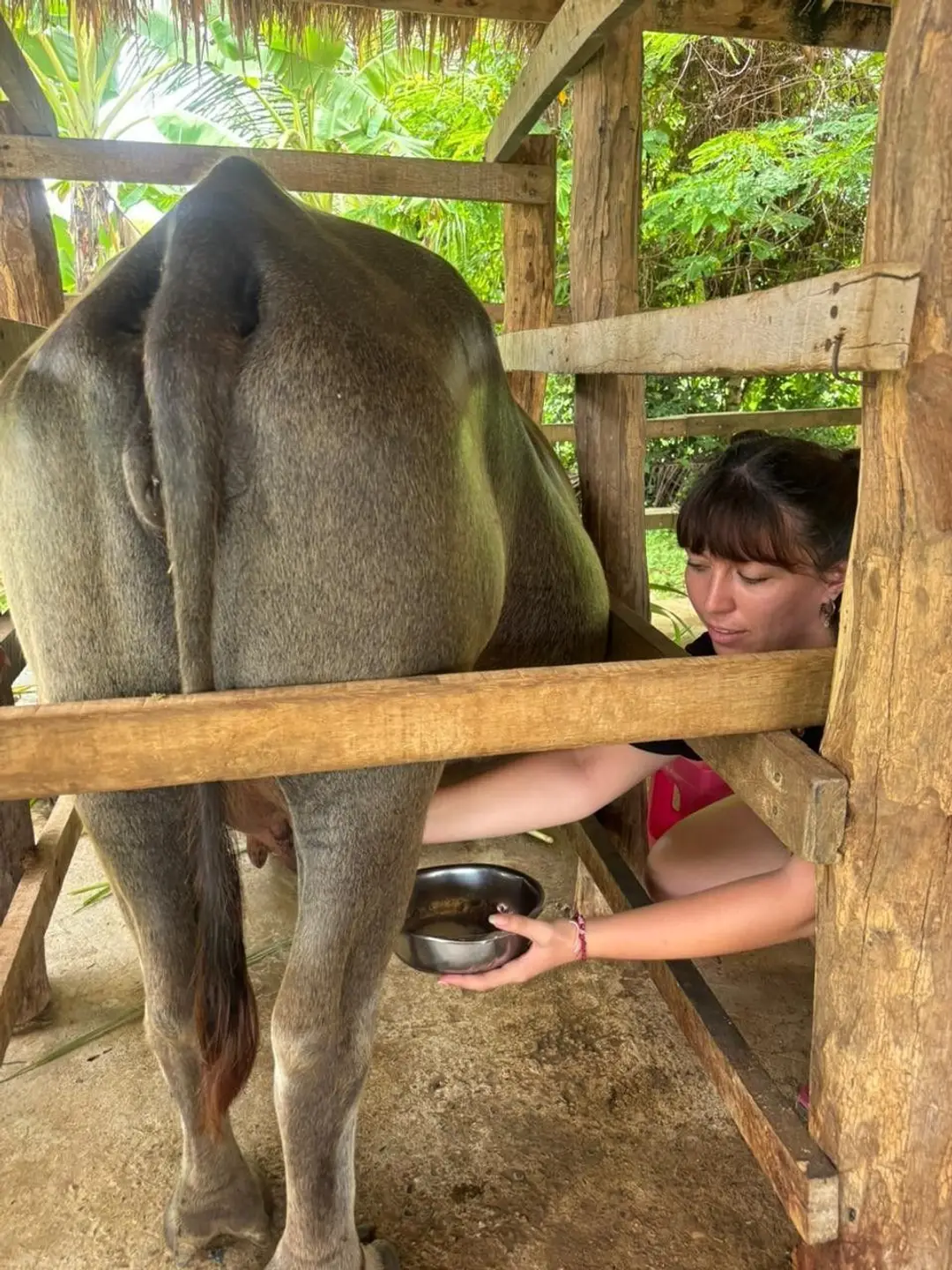 Une jeune voyageuse concentrée s'essaye à la traite d'une bufflonne à la main dans un enclos traditionnel en bois au Laos.