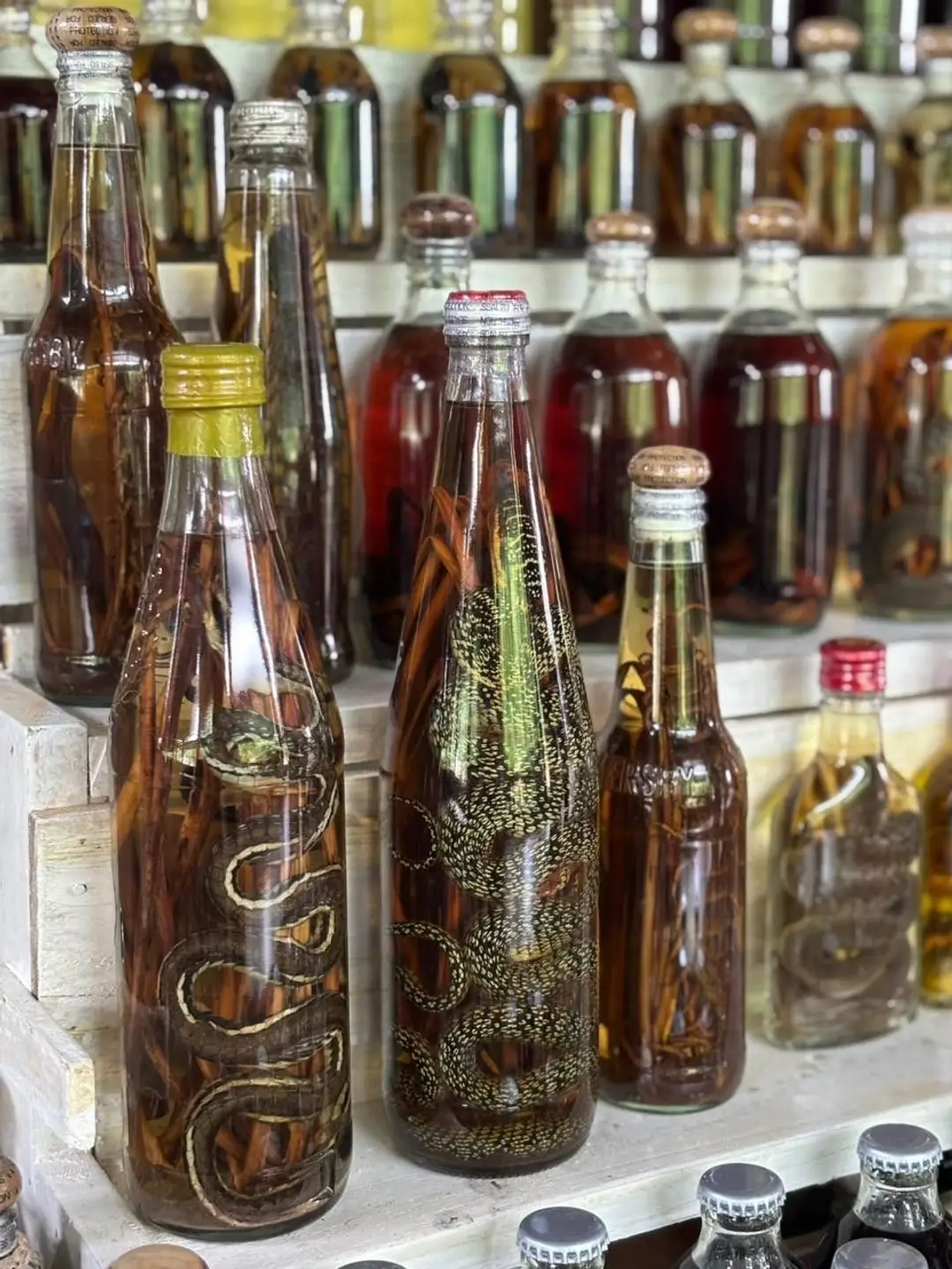 Un alignement de bouteilles en verre d'alcool de riz traditionnel contenant des serpents et des racines médicinales, exposées sur des étagères dans un village au Laos.