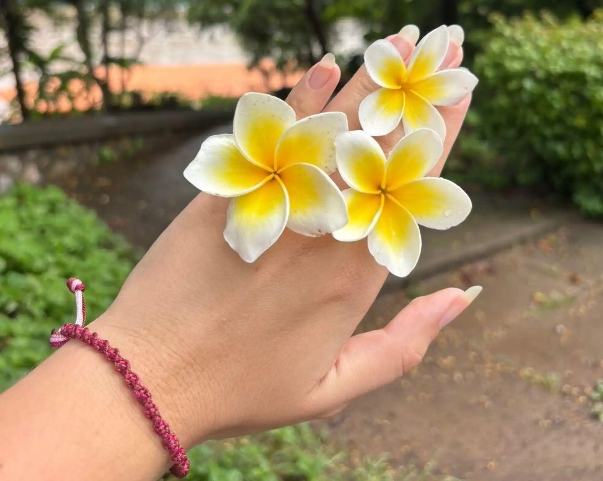 Gros plan sur la main d'une voyageuse portant trois fleurs de frangipanier blanches au cœur jaune, emblème du Laos, dans un parc de Luang Prabang.