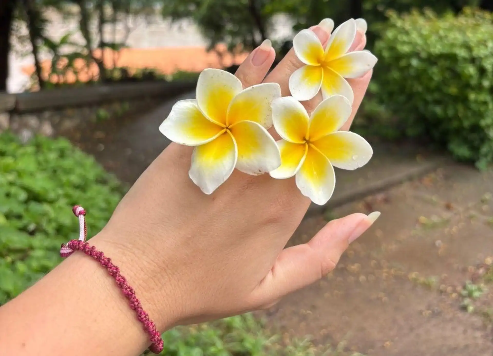 Gros plan sur la main d'une voyageuse portant trois fleurs de frangipanier blanches au cœur jaune, emblème du Laos, dans un parc de Luang Prabang.
