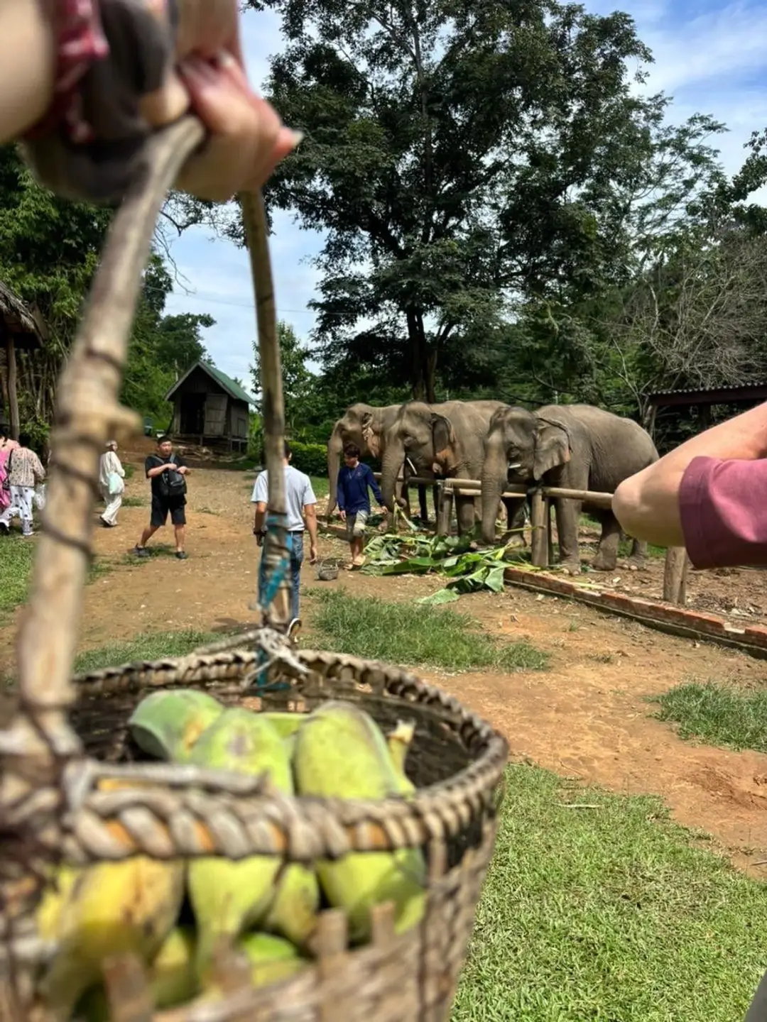 Un panier tressé rempli de bananes vertes au premier plan devant un groupe d'éléphants d'Asie se nourrissant de feuilles dans un sanctuaire entouré de végétation.