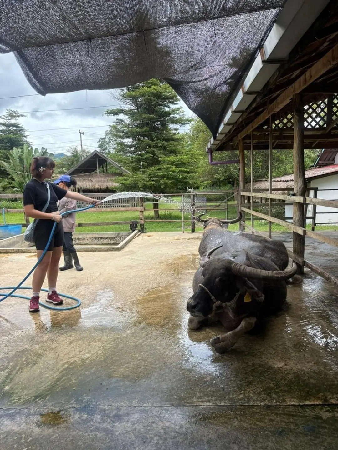 Une jeune voyageuse arrose doucement avec un tuyau d'eau un grand buffle d'eau couché sur le sol en béton d'une ferme couverte au Laos.