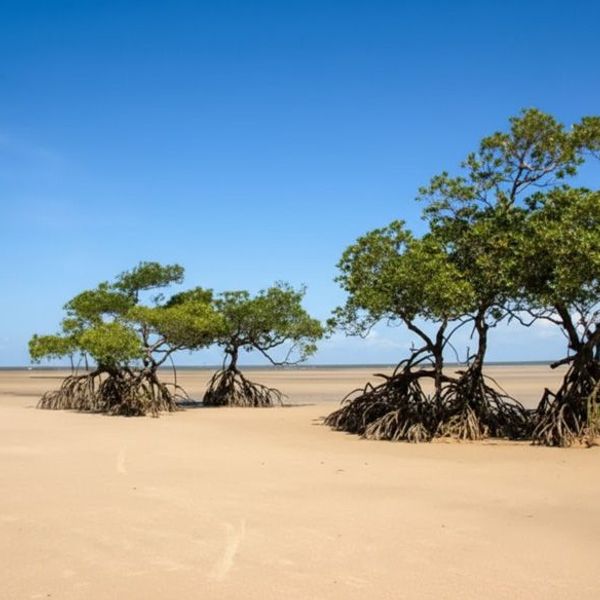 Strand Walakiri mit Mangrovenbäumen auf Sumba in Indonesien