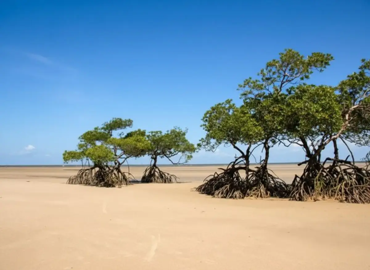 Strand Walakiri mit Mangrovenbäumen auf Sumba in Indonesien