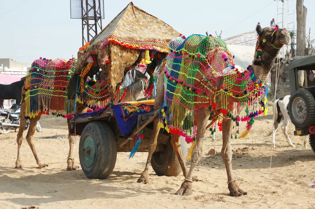 Marché de Pushkar