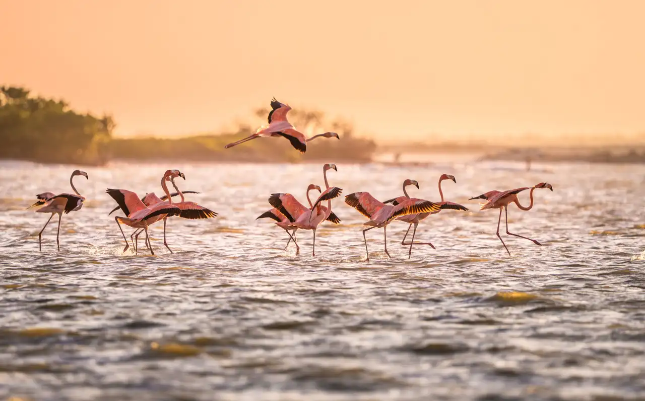 Flamants roses à observer lors d'un voyage au Mexique