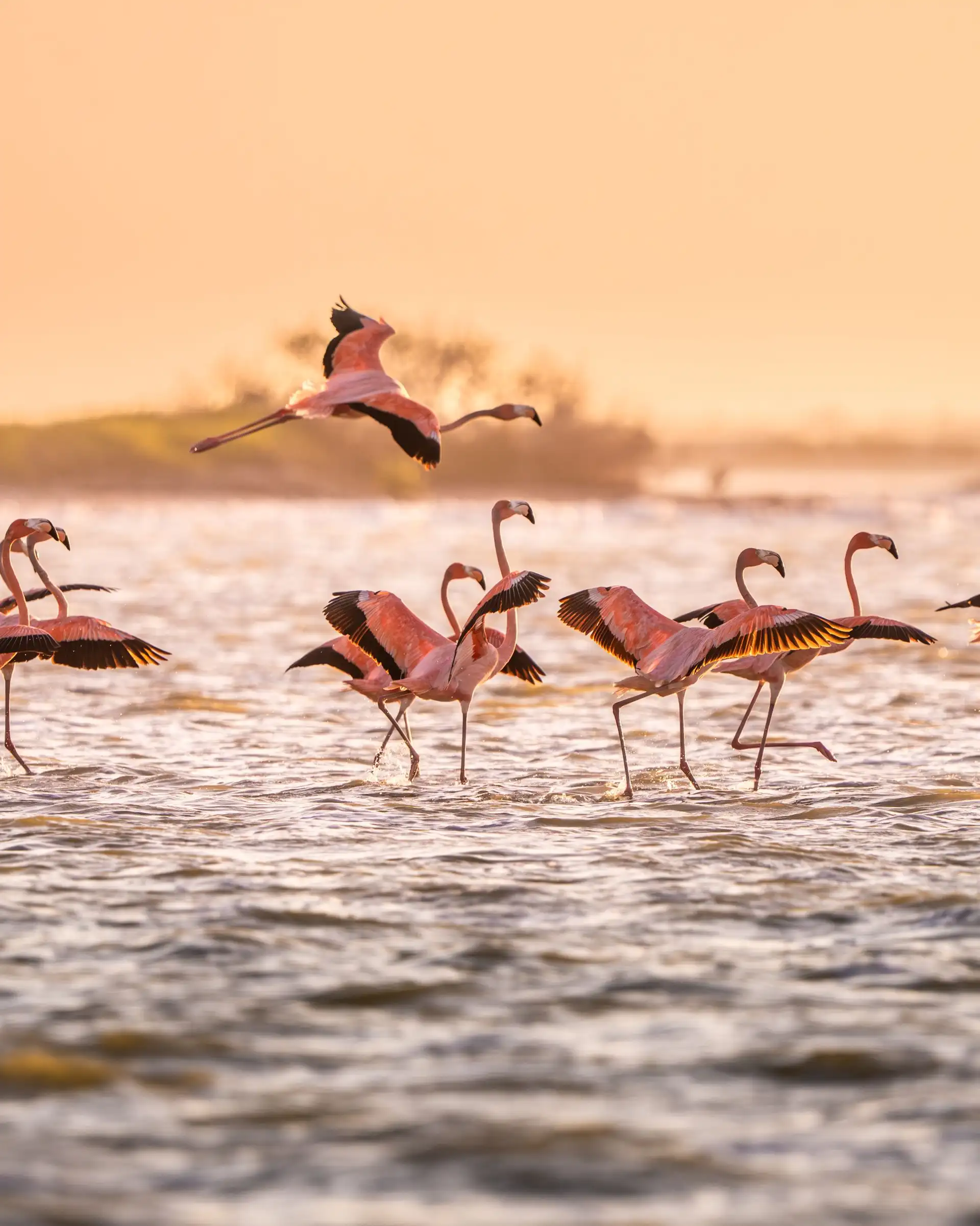 Flamants roses à observer lors d'un voyage au Mexique