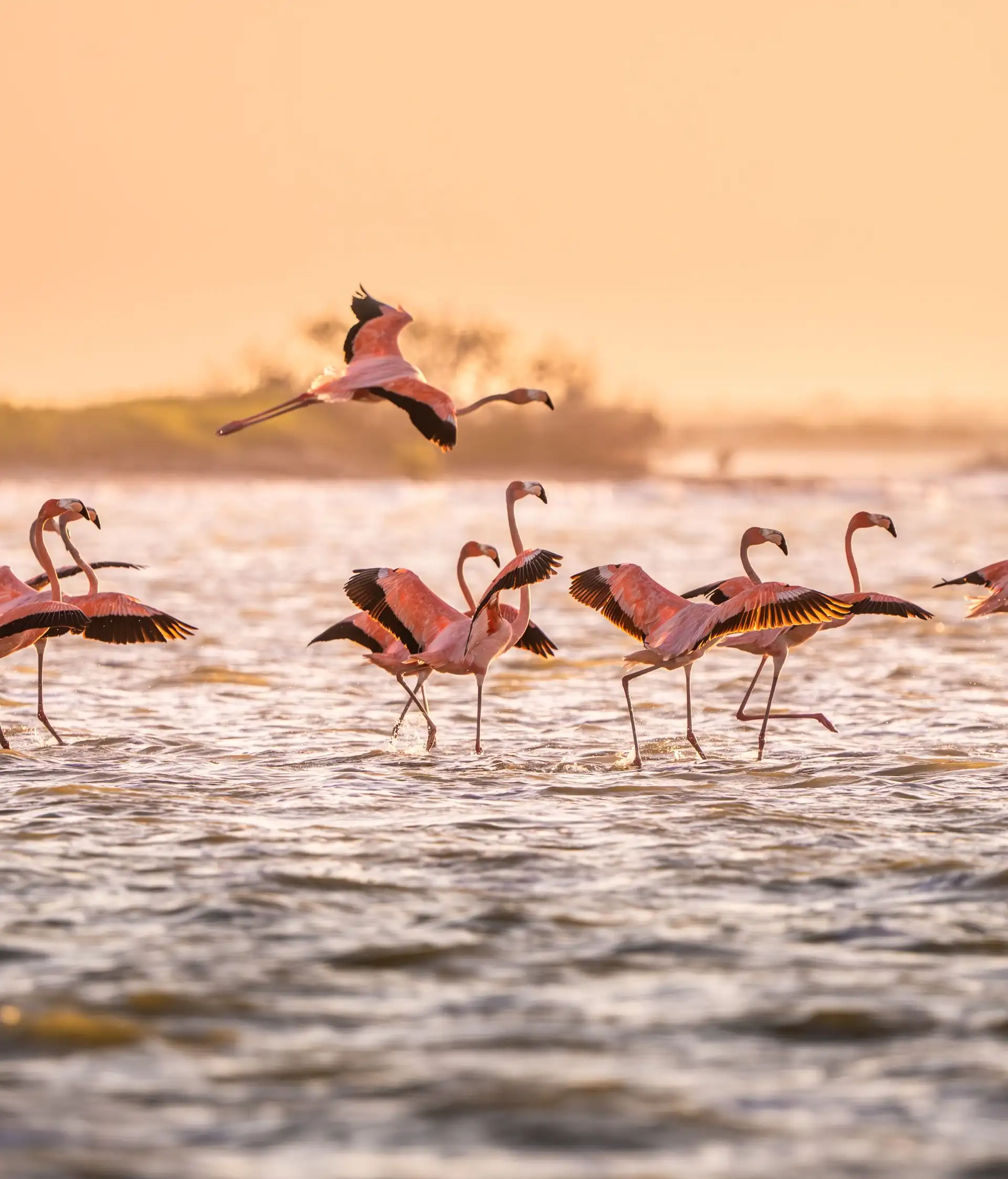 Flamants roses à observer lors d'un voyage au Mexique